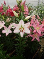 [4366 Spalding DJ No01.JPG]